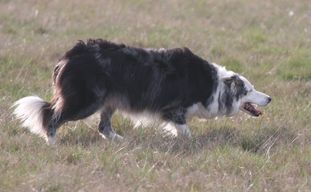 Les Border Collie de l'affixe Sparkling Stardust