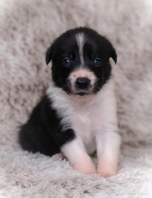 Sparkling Stardust - Border Collie - Portée née le 24/08/2024