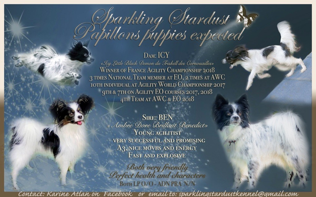 chiot Epagneul nain Continental (Papillon) Sparkling Stardust