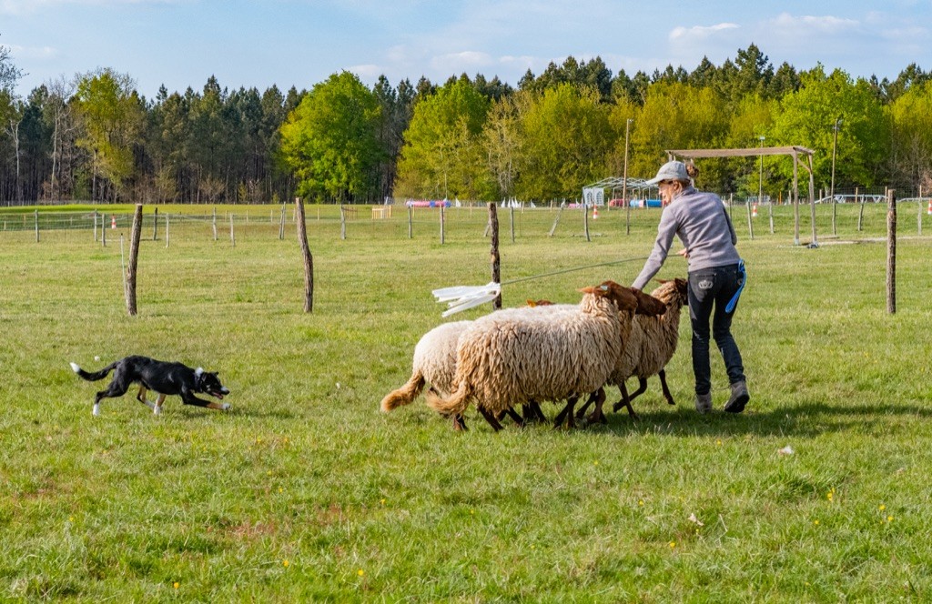 Photos Border Collies
