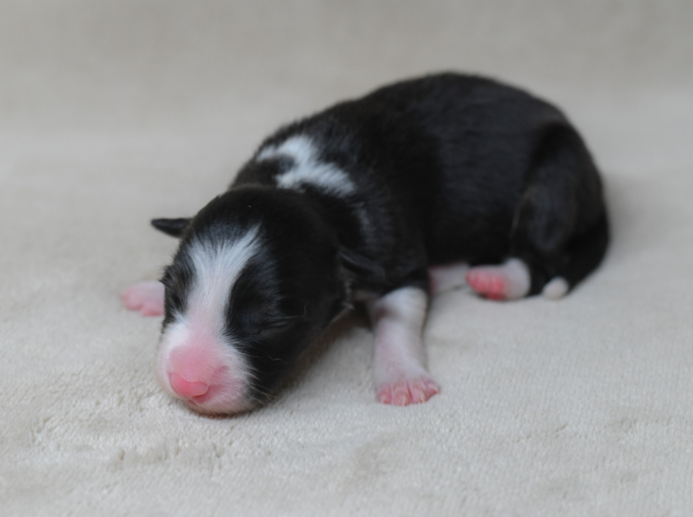 Sparkling Stardust - Chiots disponibles - Border Collie