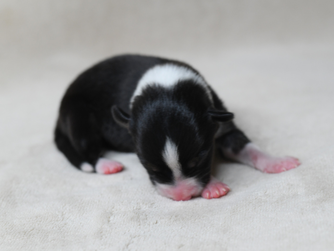 Sparkling Stardust - Chiots disponibles - Border Collie