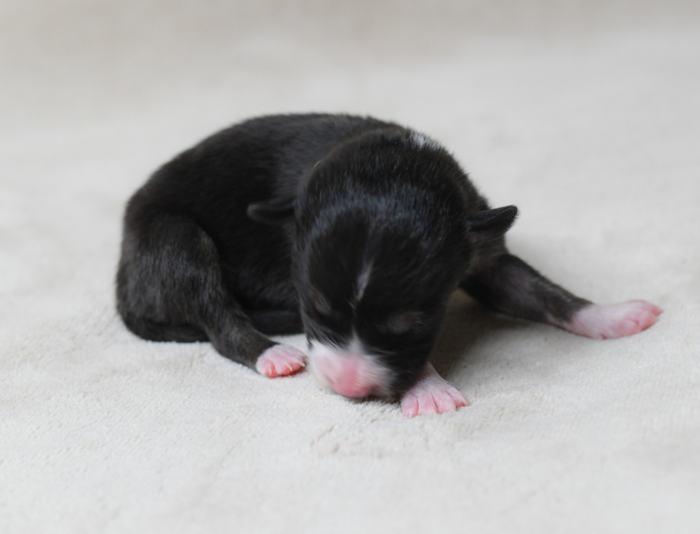 Sparkling Stardust - Chiots disponibles - Border Collie