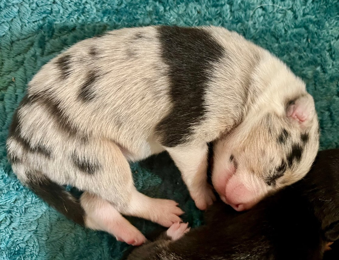 Sparkling Stardust - Chiots disponibles - Border Collie