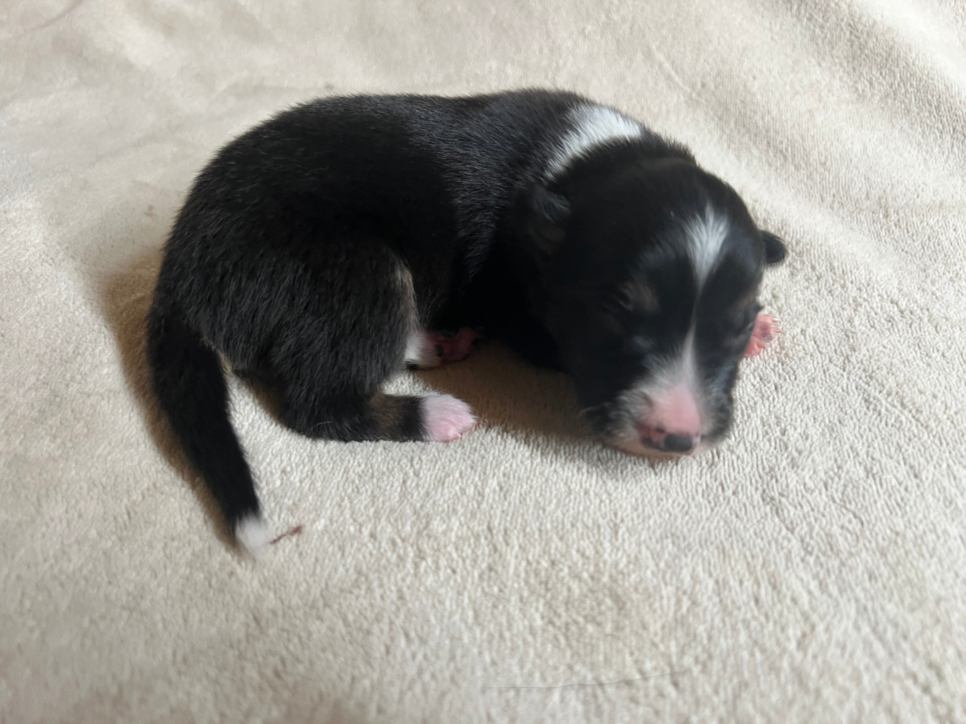 Sparkling Stardust - Chiots disponibles - Border Collie