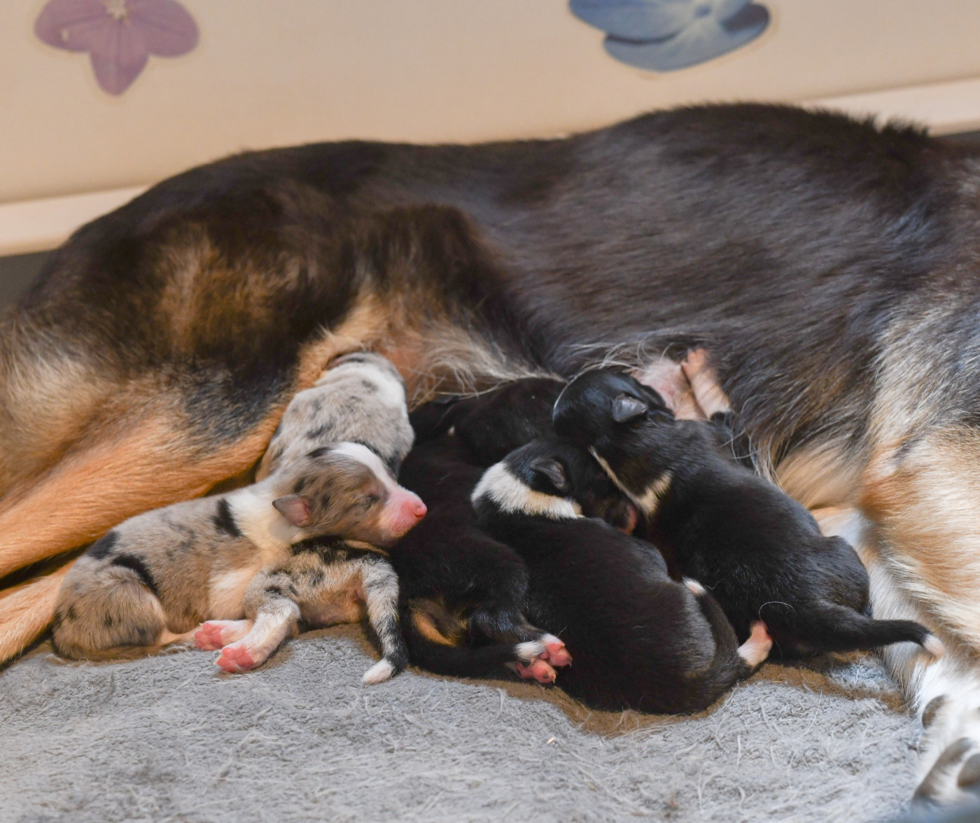 Chiot Border Collie Sparkling Stardust