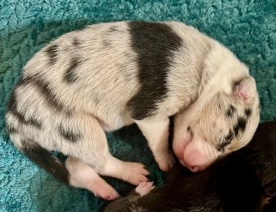 Femelle merle